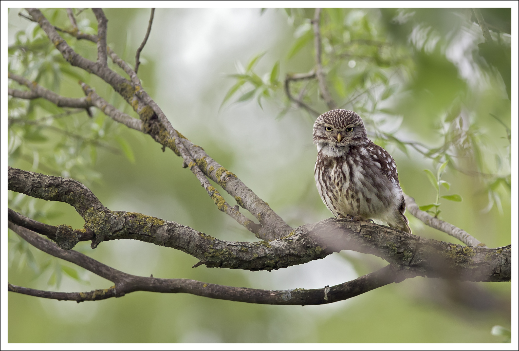 Cheveche d'Athéna posée sur une branche